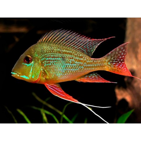 Geophagus Surinamensis