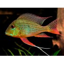 Geophagus Surinamensis