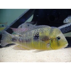 Gymnogeophagus australis