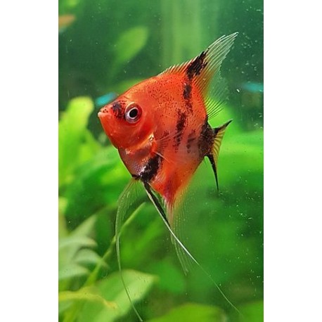 Pterophyllum sp. Escalar Black