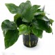Anubias nana
