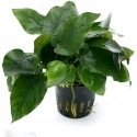 Anubias nana