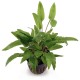 Cryptocoryne Wendtii green