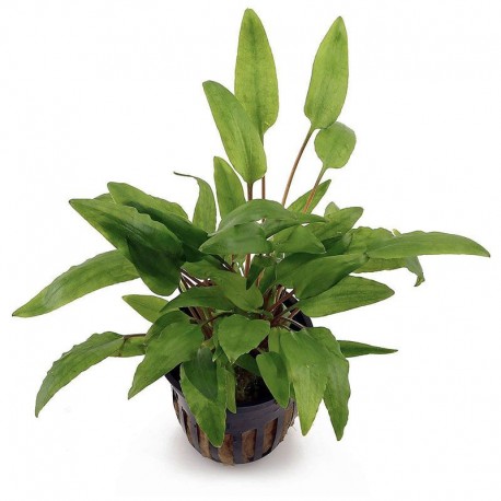 Cryptocoryne Wendtii green