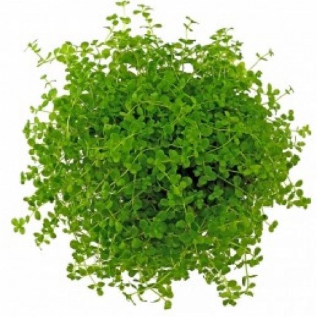 Micranthemum Monte Carlo