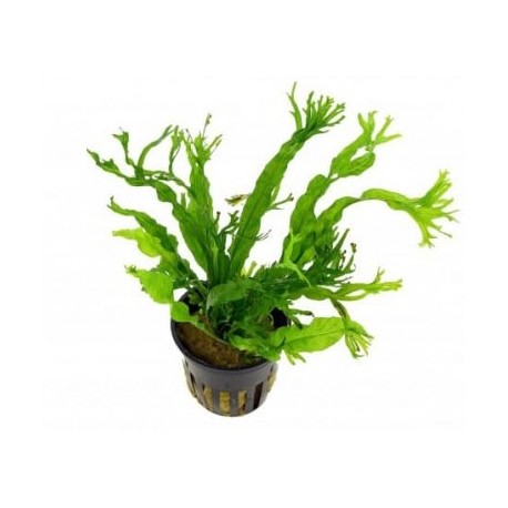 Microsorum pteropus windelov