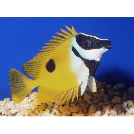 Siganus Unimaculatus