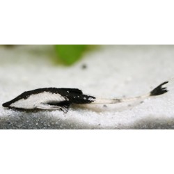 Pseudohemiodon apithanos