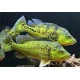 Cichla Kelberi Bahia gold