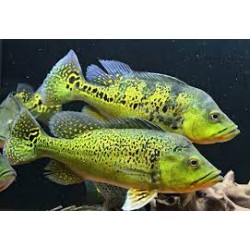 Cichla Kelberi Bahia gold