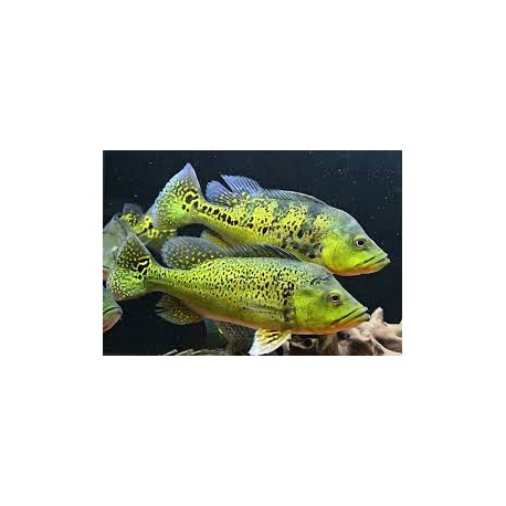 Cichla Kelberi Bahia gold