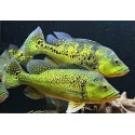 Cichla Kelberi