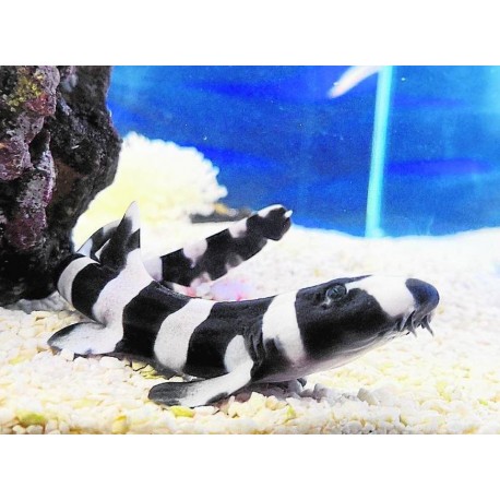 Chiloscyllium punctatum. Tiburón Bambú