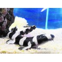 Chiloscyllium punctatum. Tiburón Bambú