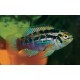 Laetacara araguaiae. Acara Multicolor