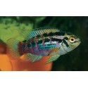 Laetacara araguaiae. Acara Multicolor