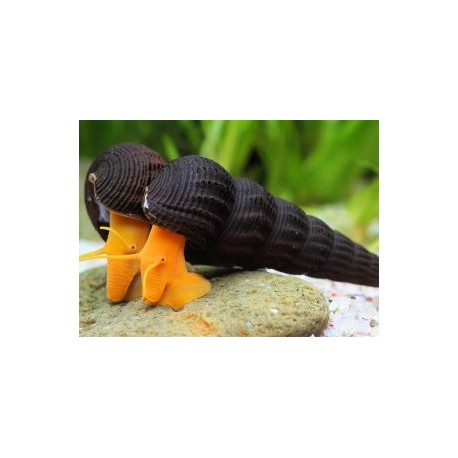 Tylomelania sp. Caracol conejo naranja