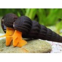 Tylomelania sp. Caracol conejo naranja