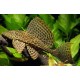 Pterygoplichthys gibbiceps. Plecostomus Mariposa