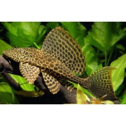 Pterygoplichthys gibbiceps. Plecostomus Mariposa