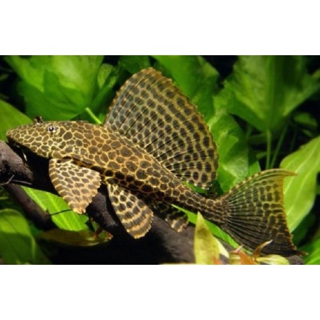 Pterygoplichthys gibbiceps. Plecostomus Mariposa