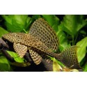 Pterygoplichthys gibbiceps. Plecostomus Mariposa