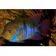 Cichlasoma/ Archocentrus Sajica
