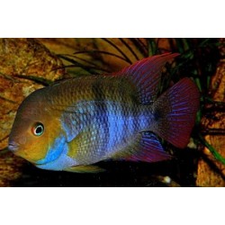 Cichlasoma/ Archocentrus Sajica