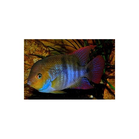 Cichlasoma/ Archocentrus Sajica