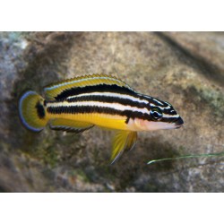 Julidochromis Ornatus
