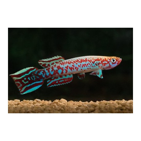 Scriptaphyosemion Cauveti