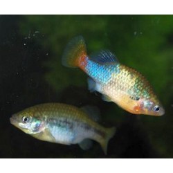 Xenotoca Eiseni