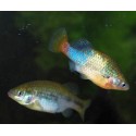 Xenotoca Eiseni