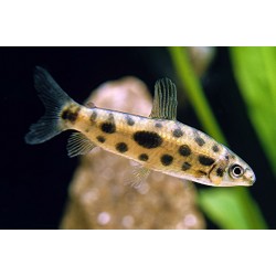 Leporinus Nijsseni