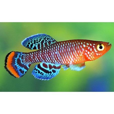 Nothobranchius Rachovii