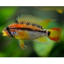 Apistogramma Macmasteri