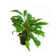 Cryptocoryne undulata