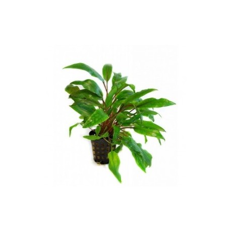 Cryptocoryne undulata