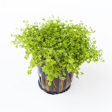 Hemianthus callitrichoides "Cuba"/ Micranthemoide