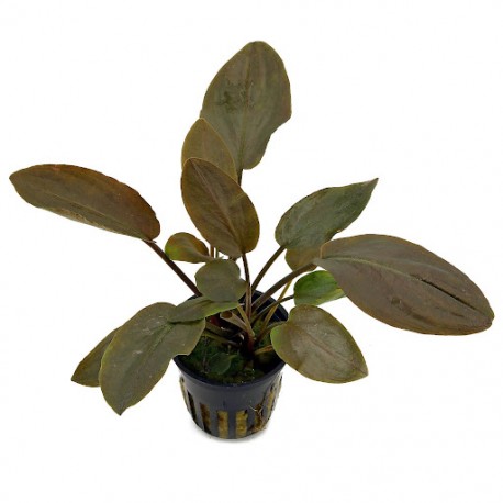 Lagenandra meeboldii red