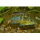 Gymnogeophagus terrapurpura