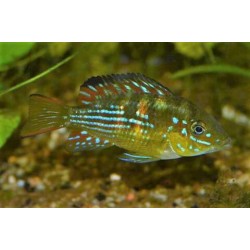 Gymnogeophagus terrapurpura