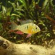 Microgeophagus Altispinosus