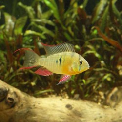 Microgeophagus Altispinosus