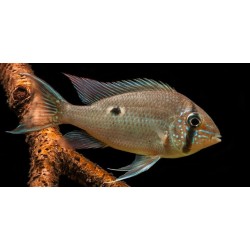 Biotodoma Wavrini Salvaje