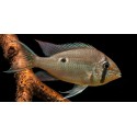 Biotodoma Wavrini Salvaje