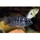 Aequidens pulcher