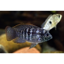 Aequidens pulcher