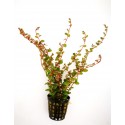 Rotala colorata