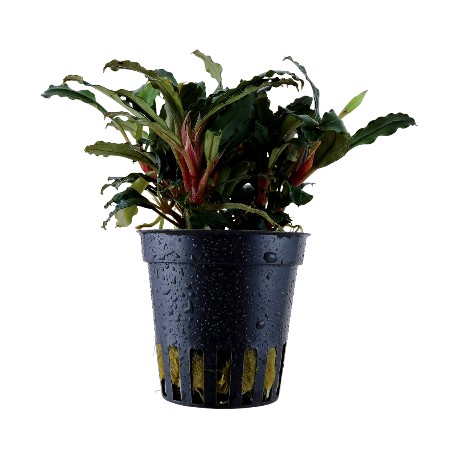 Bucephalandra sp. red